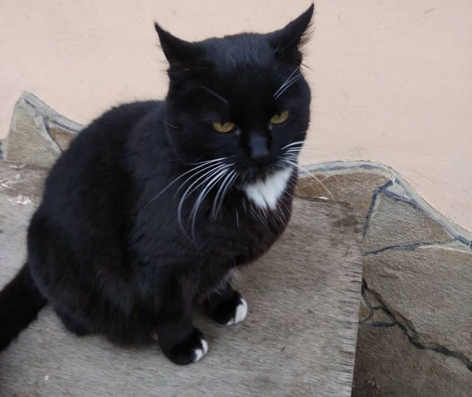 Вірні друзі та щирі емоції: чотирилапі шукають домівку 13