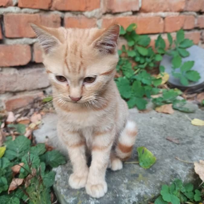 Вірні друзі та щирі емоції: чотирилапі шукають домівку 6