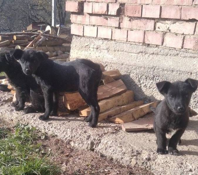 Тепло для душі та серця: чотирилапі у пошуках домівки 2