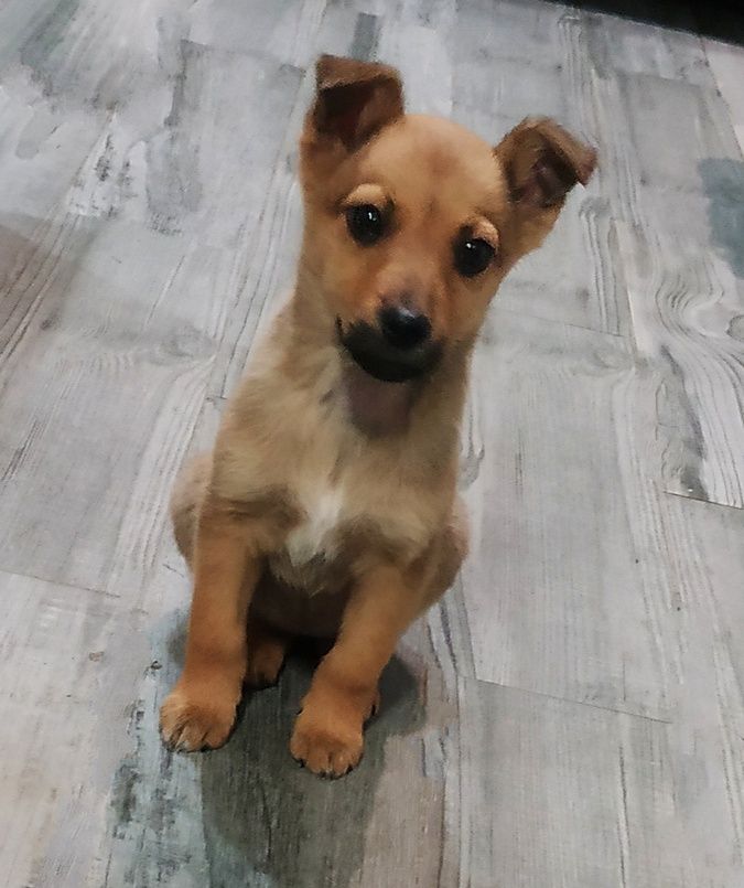 Тепло для душі та серця: чотирилапі у пошуках домівки 8