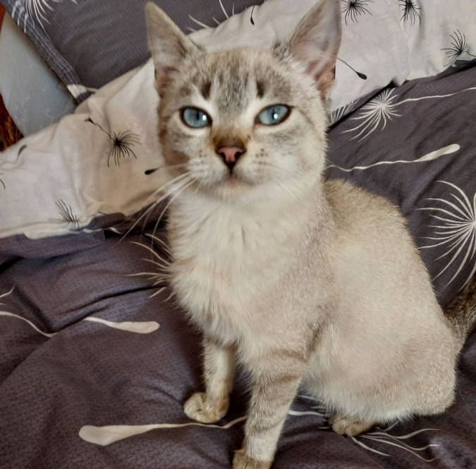 Тепло для душі та серця: чотирилапі у пошуках домівки 12