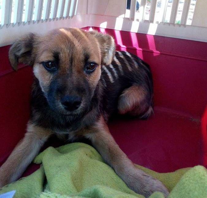 Вірні друзі та щирі емоції: чотирилапі шукають домівку 11