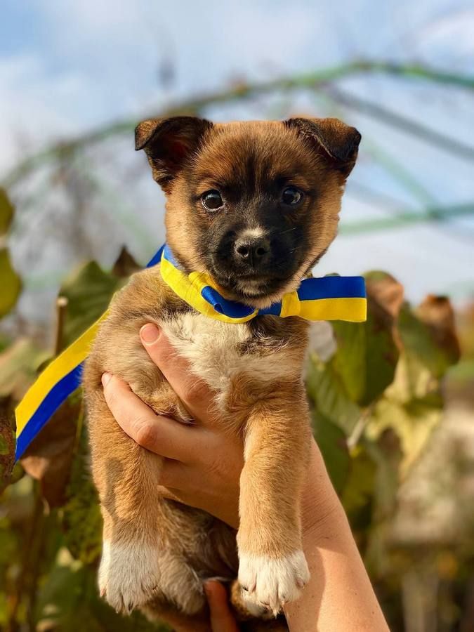 Тепло для душі та серця: чотирилапі у пошуках домівки 4