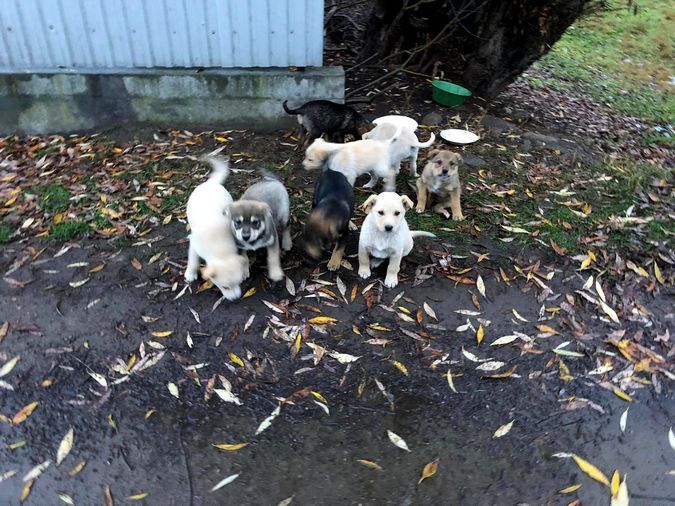 Чотирилапі друзі шукають нових господарів 9