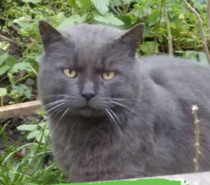 Вірні друзі та щирі емоції: чотирилапі шукають домівку 12