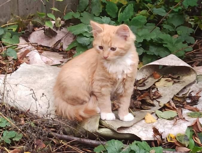 Вірні друзі та щирі емоції: чотирилапі шукають домівку 5