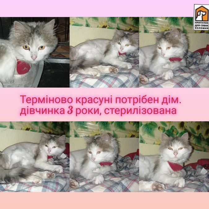 Вірні друзі та щирі емоції: чотирилапі шукають домівку 10