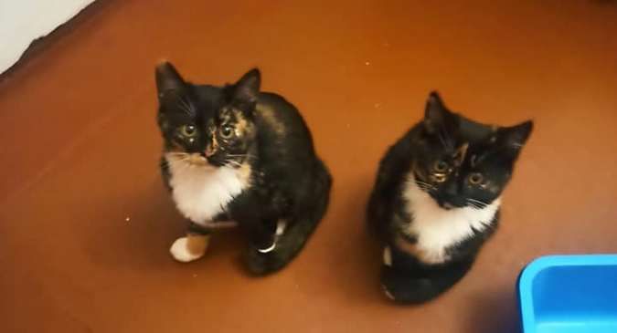 Вірні друзі та щирі емоції: чотирилапі шукають домівку 4