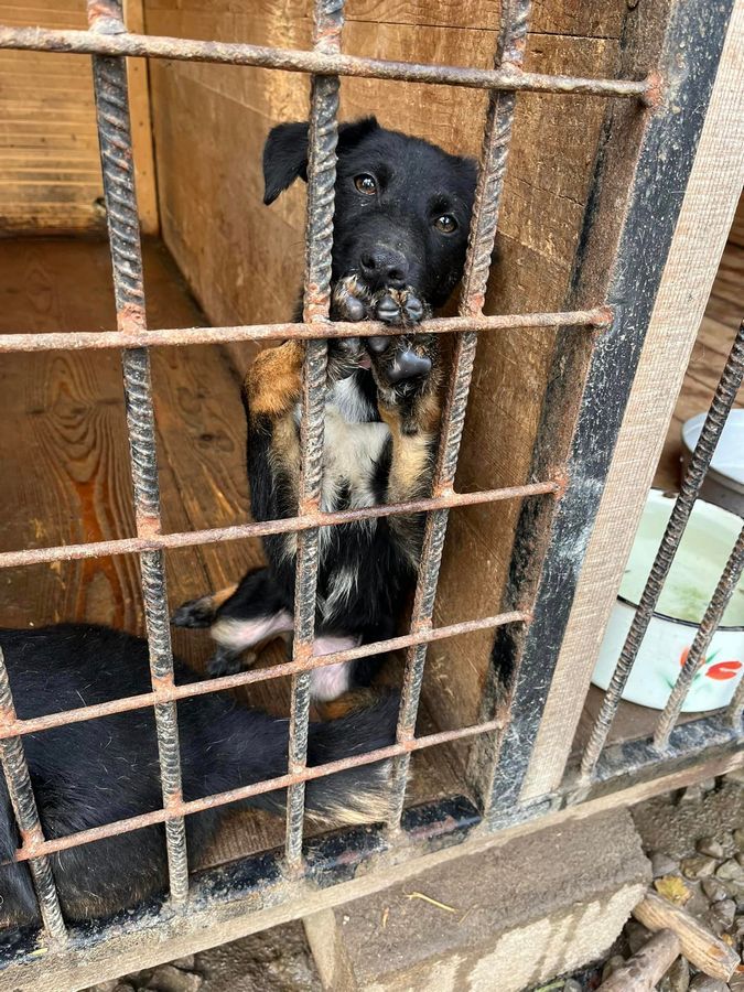 Вірні друзі та щирі емоції: чотирилапі шукають домівку 8