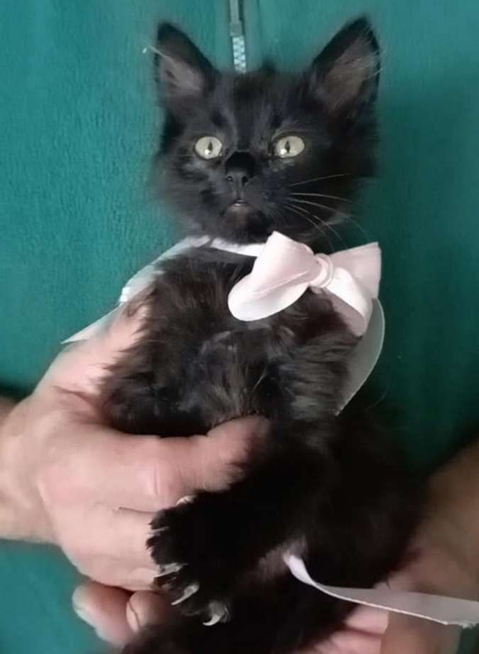 Чотирилапі друзі шукають нових господарів 7