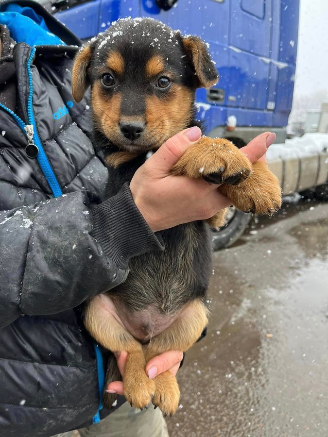 Чотирилапі друзі шукають нових господарів 12