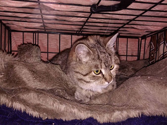 Чотирилапі друзі шукають нових господарів 13