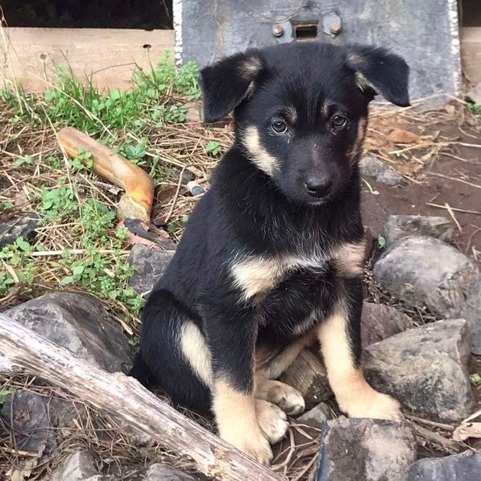 Вірні друзі та щирі емоції: чотирилапі шукають домівку 2