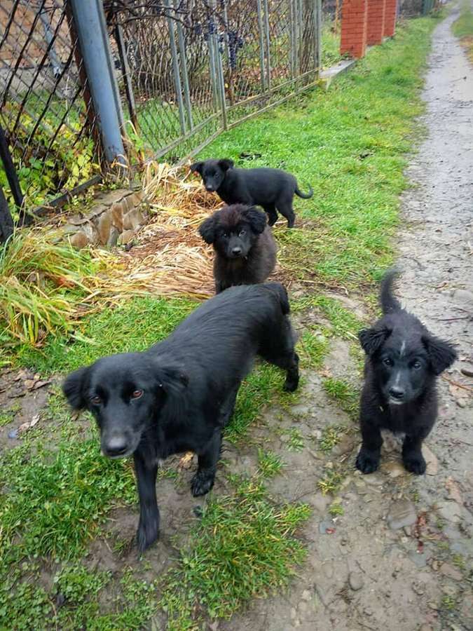 Чотирилапі друзі шукають нових господарів 10