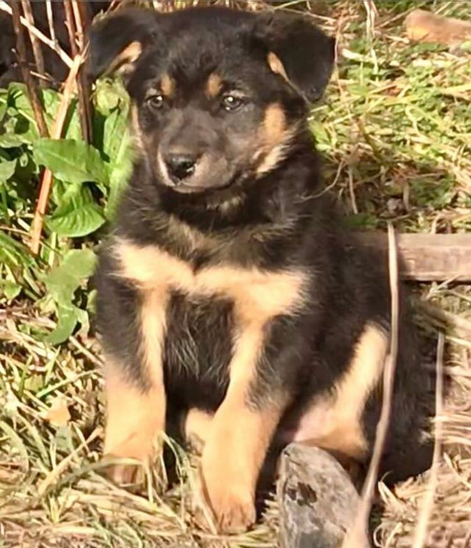 Вірні друзі та щирі емоції: чотирилапі шукають домівку 3