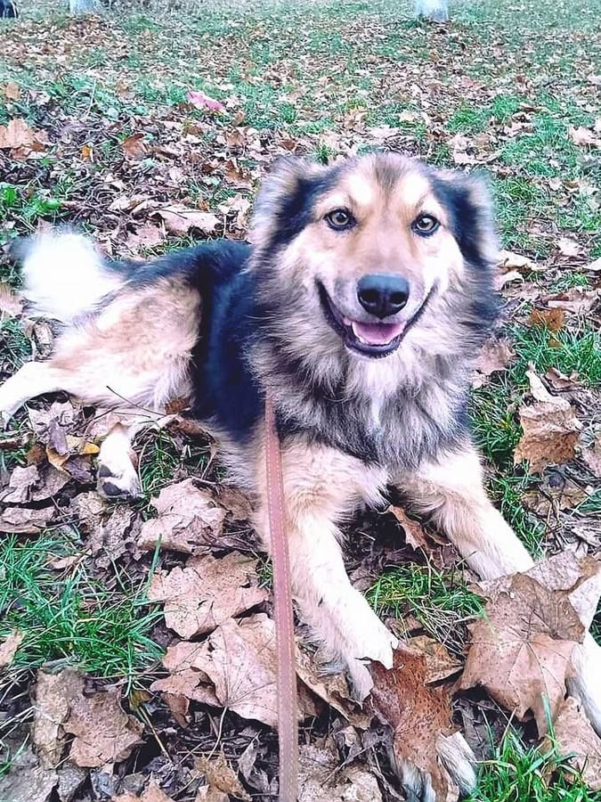 Чотирилапі друзі шукають нових господарів 8