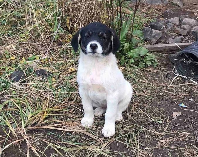 Вірні друзі та щирі емоції: чотирилапі шукають домівку 1