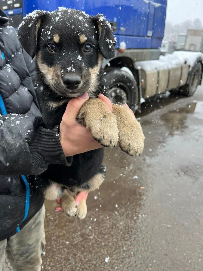 Чотирилапі друзі шукають нових господарів 11