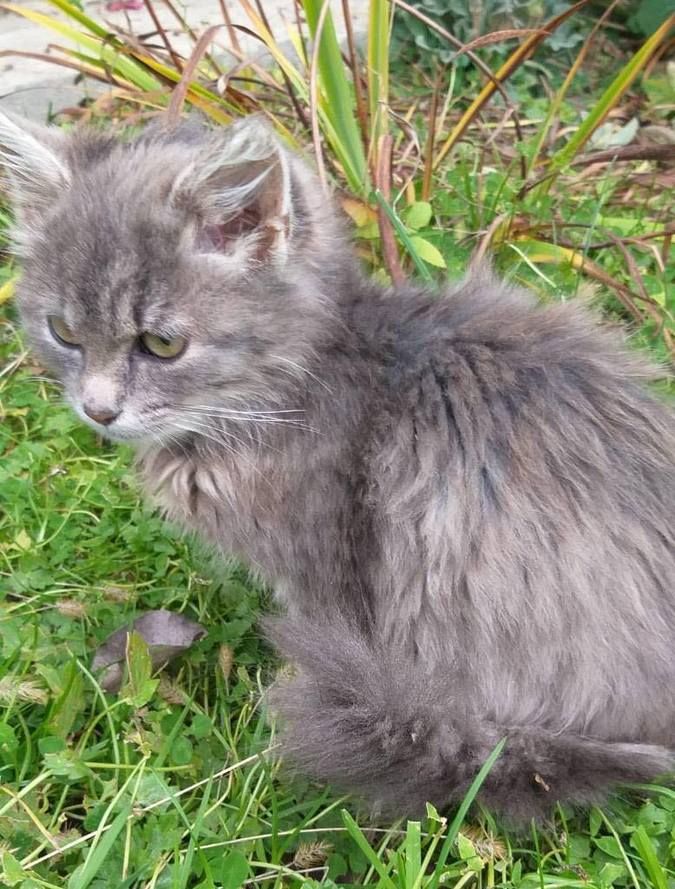 Чотирилапі друзі шукають нових господарів 6