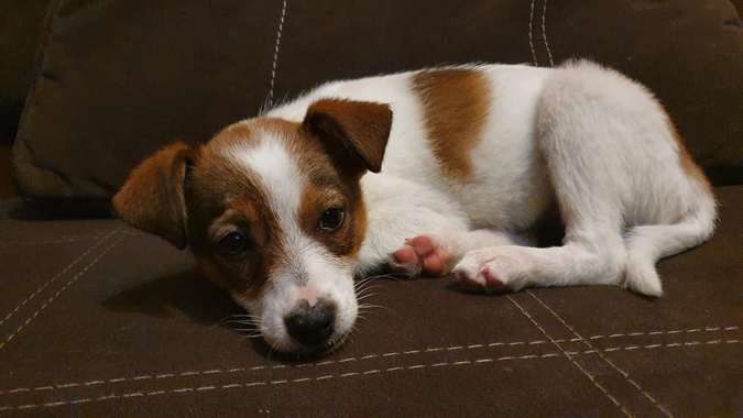 Чотирилапі друзі шукають нових господарів 3