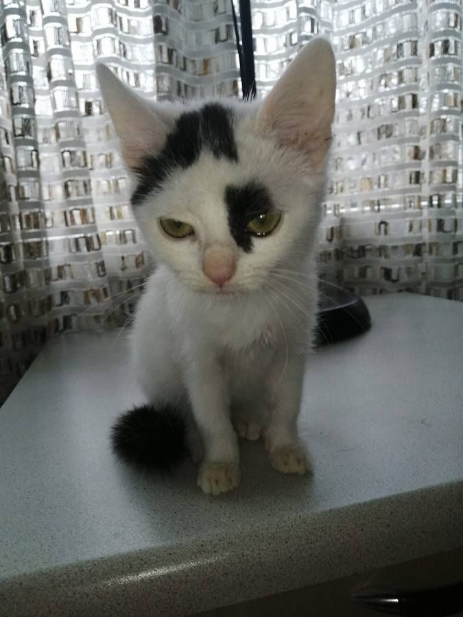 Чотирилапі друзі шукають нових господарів 5