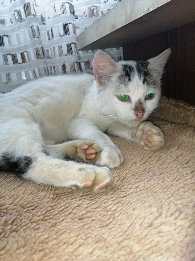 Чотирилапі друзі шукають нових господарів 4