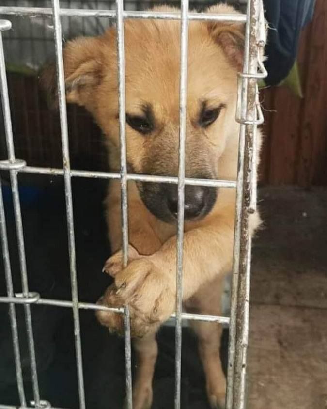 Чотирилапі друзі шукають нових господарів 2