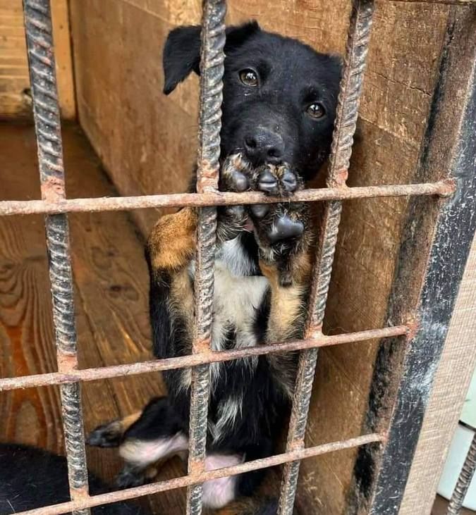 Чотирилапі друзі шукають нових господарів 1