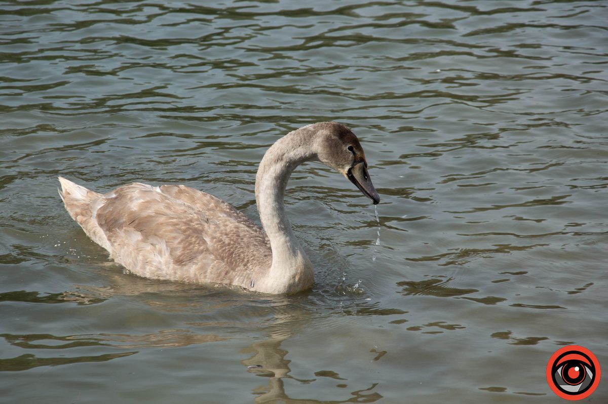Неперевершені пернаті: фоторепортаж про коломийських лебедів 10