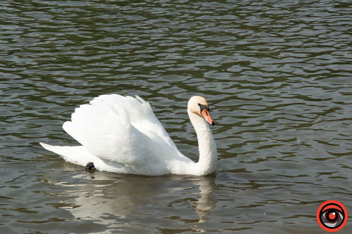 Неперевершені пернаті: фоторепортаж про коломийських лебедів 2