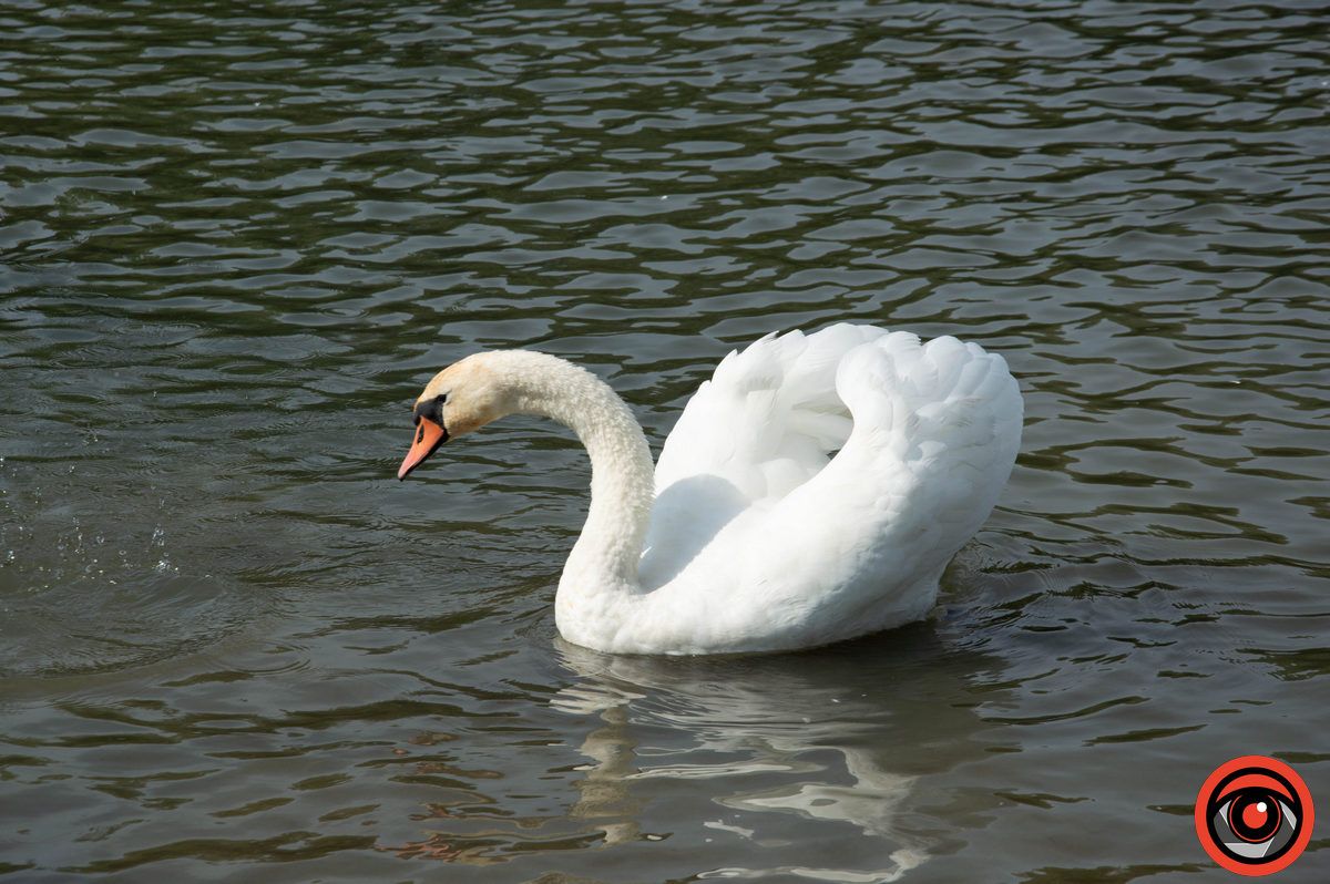 Неперевершені пернаті: фоторепортаж про коломийських лебедів 3