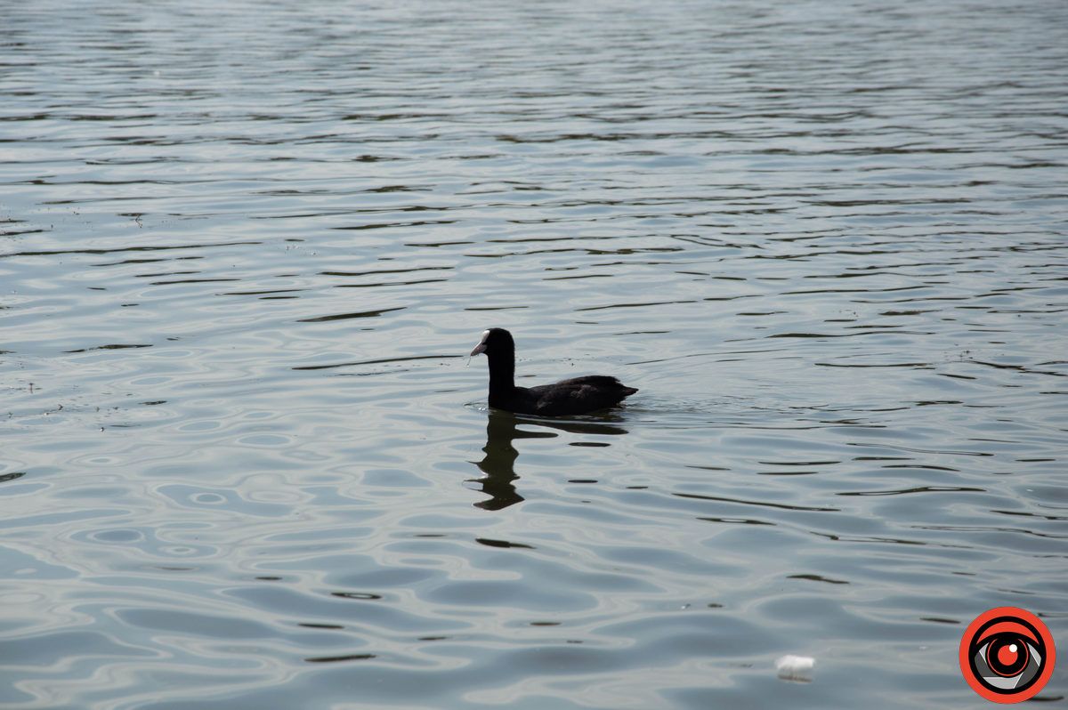 Неперевершені пернаті: фоторепортаж про коломийських лебедів 4
