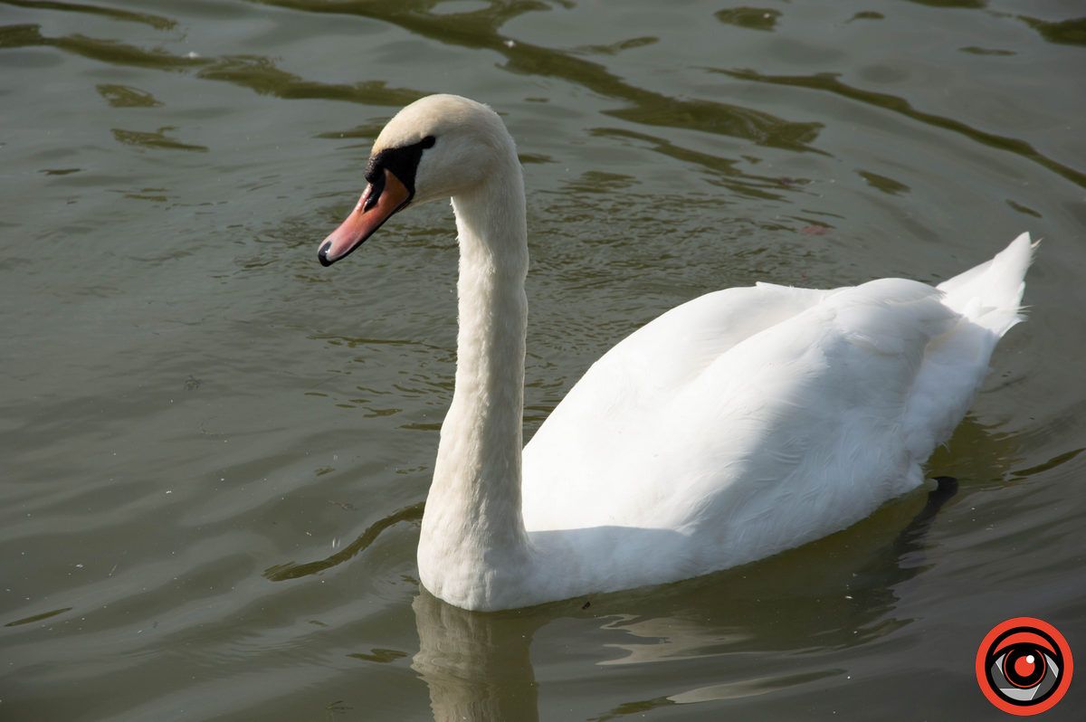 Неперевершені пернаті: фоторепортаж про коломийських лебедів 5