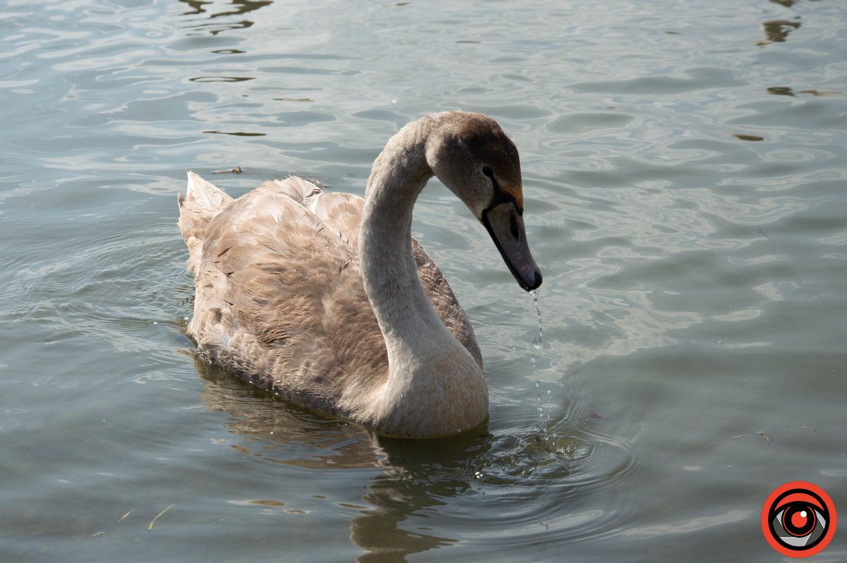 Неперевершені пернаті: фоторепортаж про коломийських лебедів 7