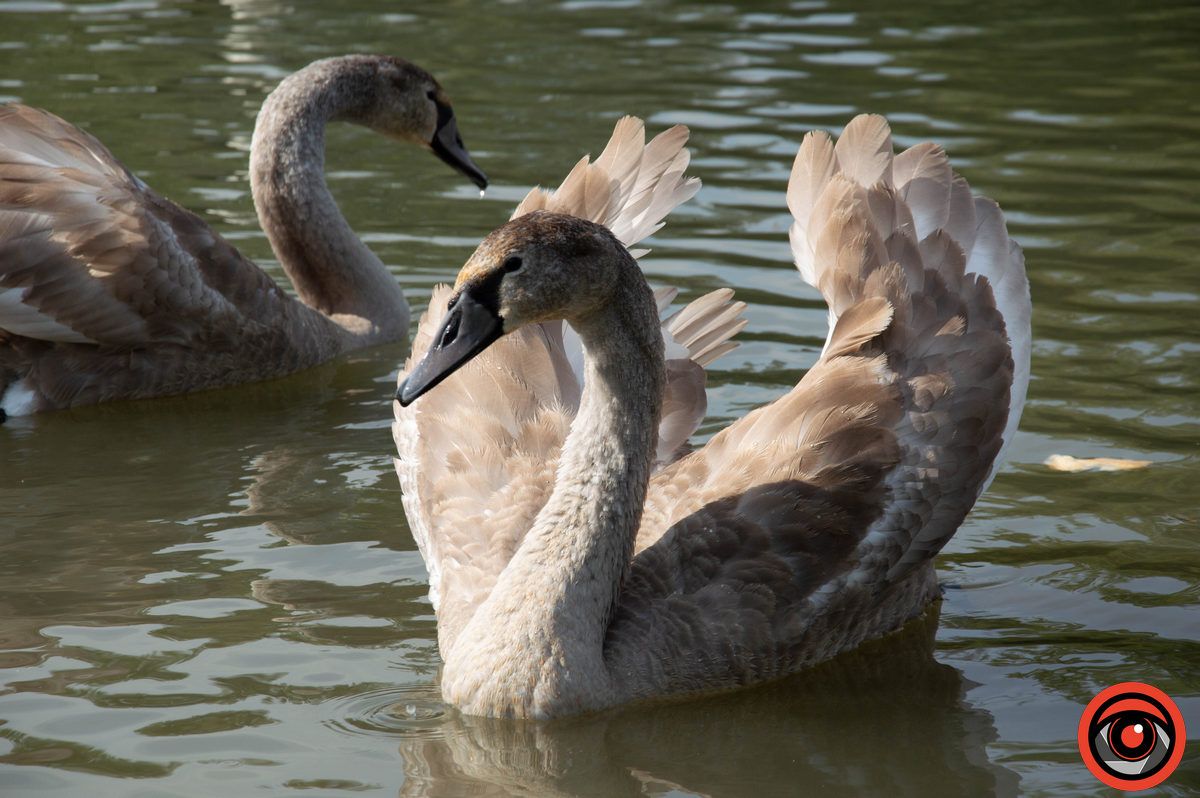 Неперевершені пернаті: фоторепортаж про коломийських лебедів 8