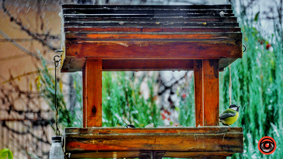 Як допомогти птахам пережити зиму? 5