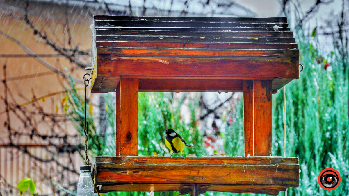 Як допомогти птахам пережити зиму?