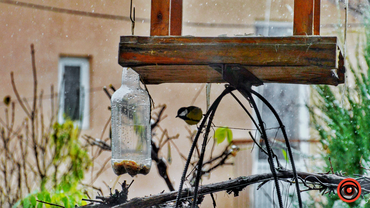 Як допомогти птахам пережити зиму? 1