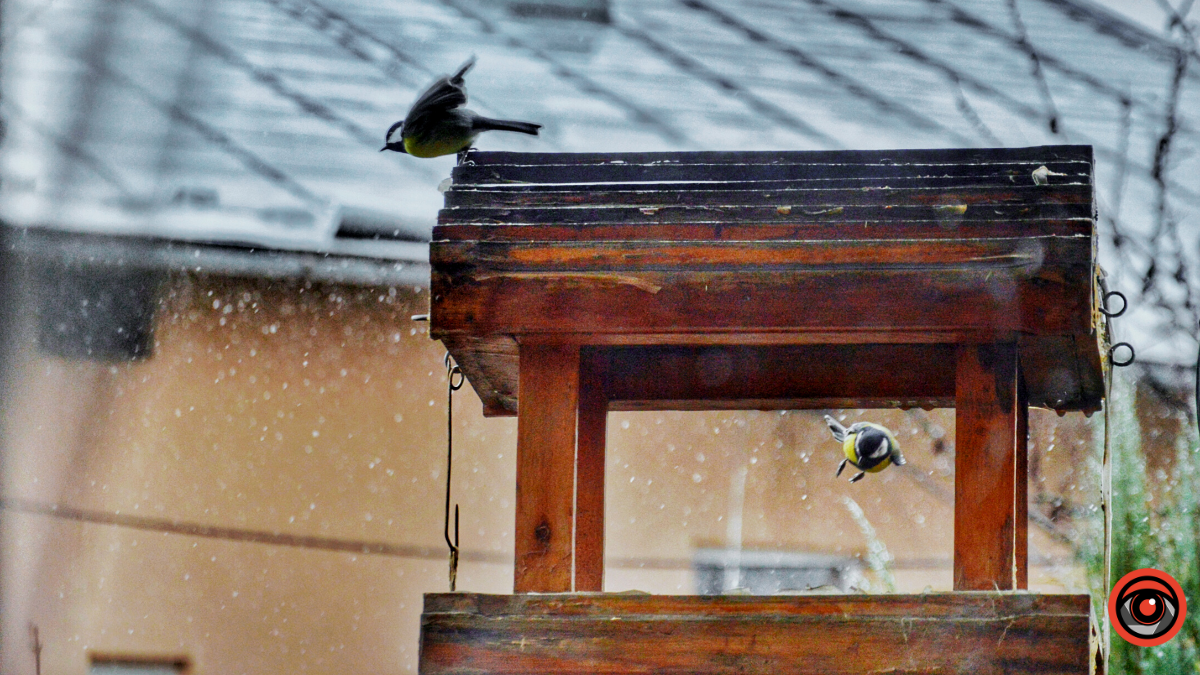 Як допомогти птахам пережити зиму? 3