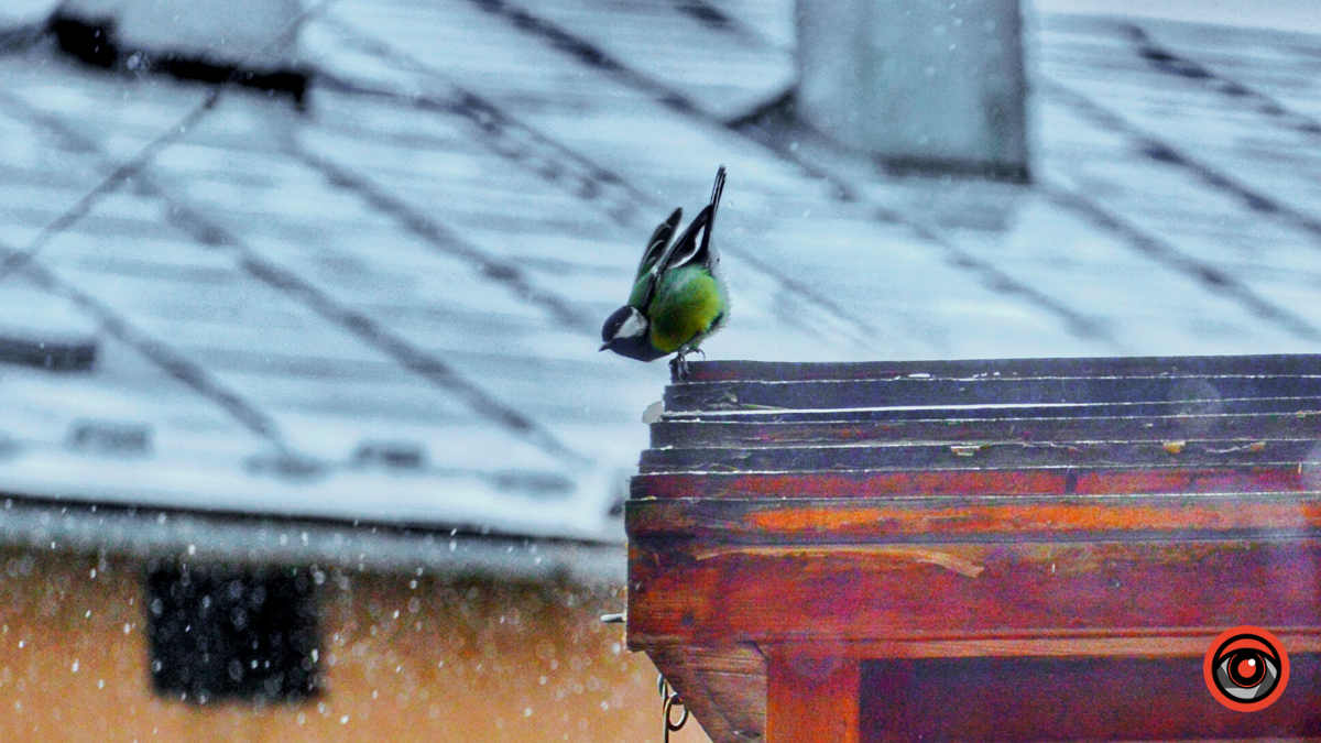 Як допомогти птахам пережити зиму? 4