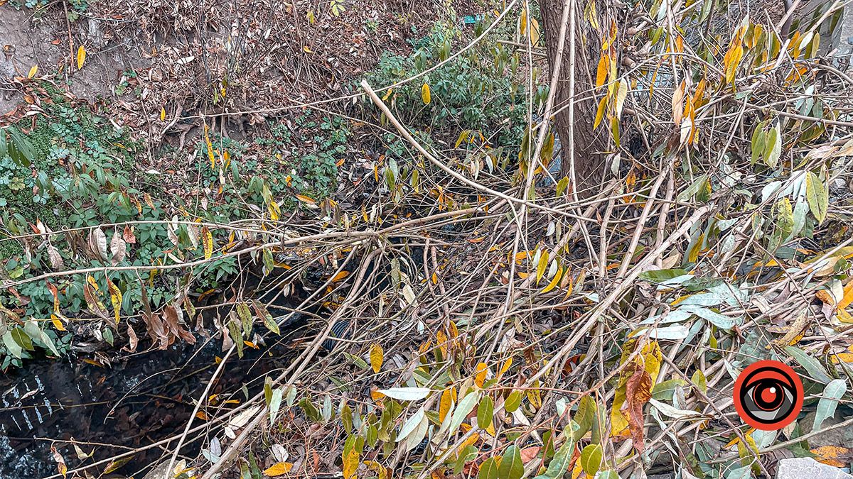 Зрізали і залишили у потічку: як на одній з вулиць Коломиї проходить чистка дерев 9