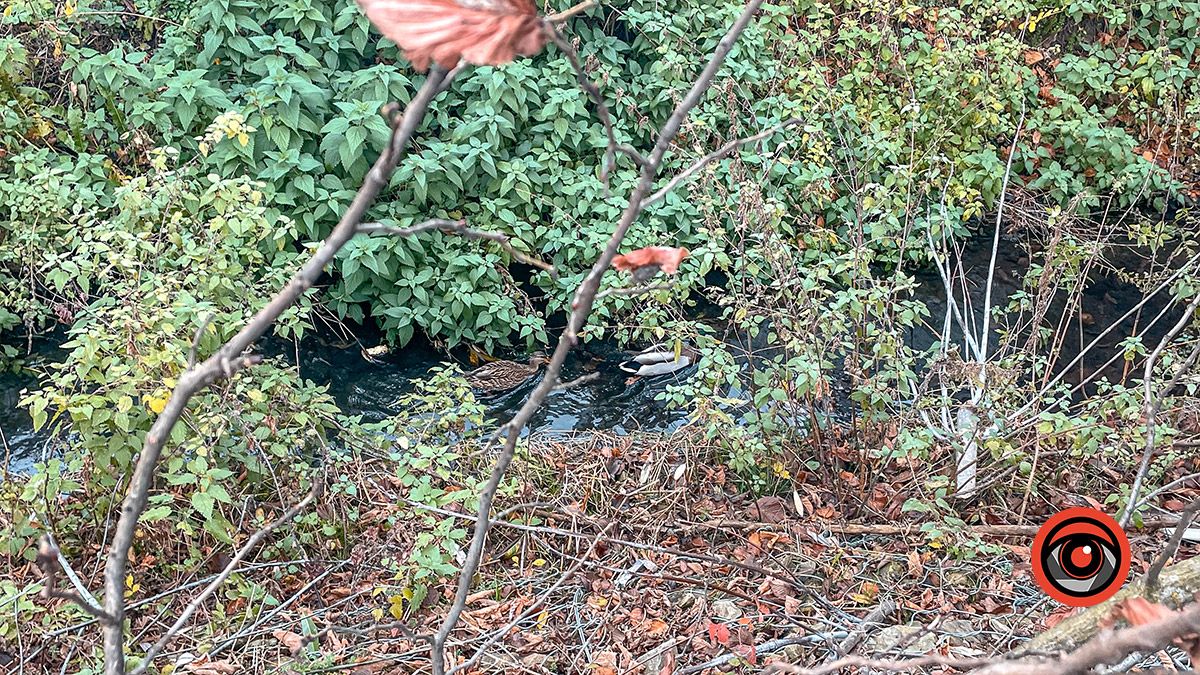 Зрізали і залишили у потічку: як на одній з вулиць Коломиї проходить чистка дерев 8