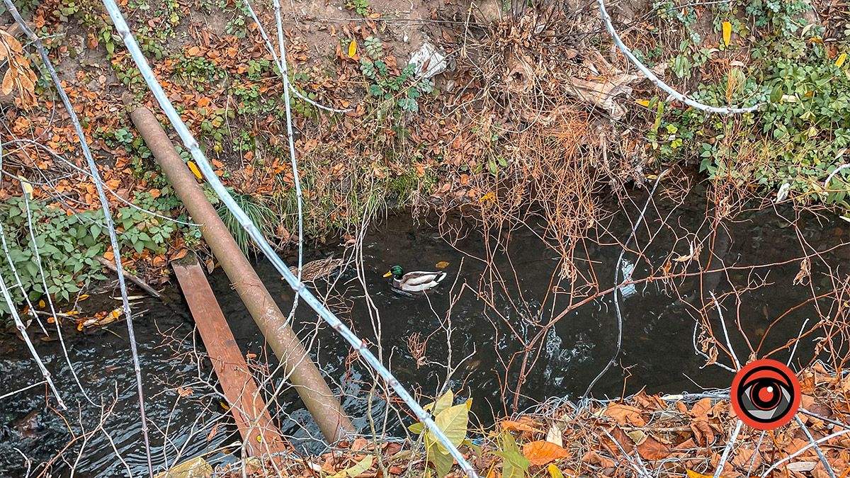 Зрізали і залишили у потічку: як на одній з вулиць Коломиї проходить чистка дерев 7