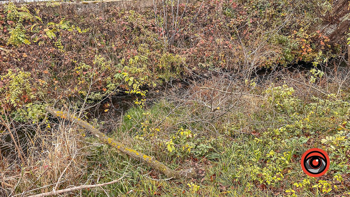 Зрізали і залишили у потічку: як на одній з вулиць Коломиї проходить чистка дерев 5
