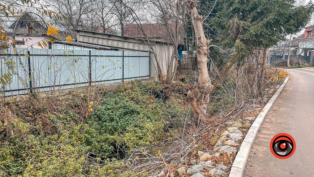 Зрізали і залишили у потічку: як на одній з вулиць Коломиї проходить чистка дерев 4