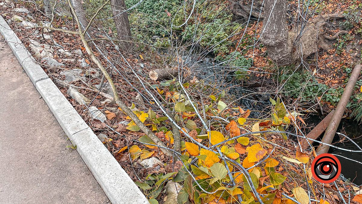 Зрізали і кинули в ріку: міська рада і обленерго сперечаються, чиї гілляки 3