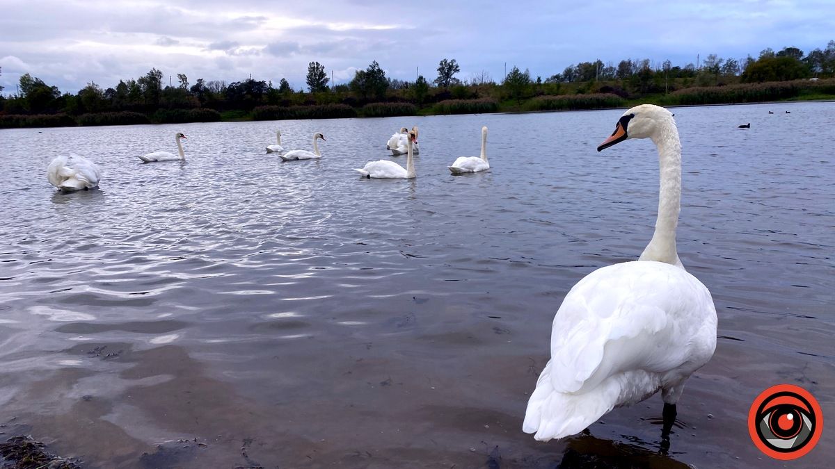 Неперевершені пернаті: фоторепортаж про коломийських лебедів 11