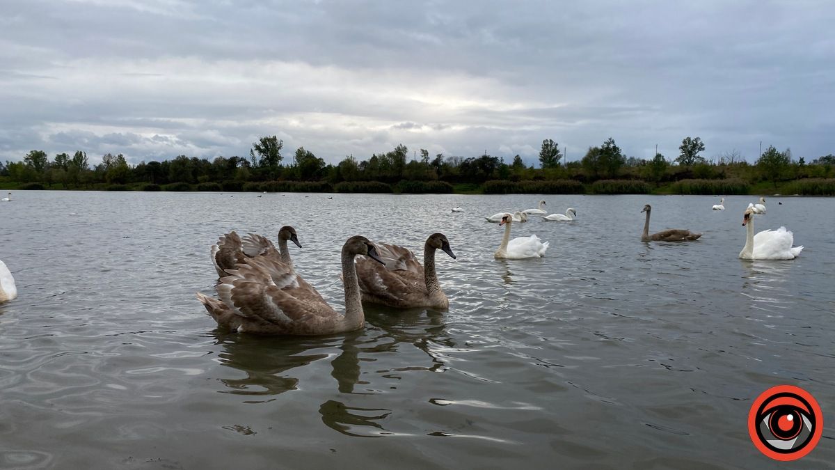 Неперевершені пернаті: фоторепортаж про коломийських лебедів 13
