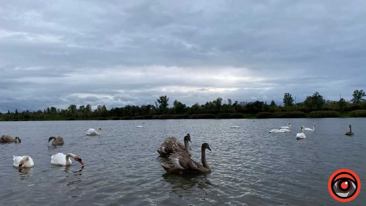 Неперевершені пернаті: фоторепортаж про коломийських лебедів 14