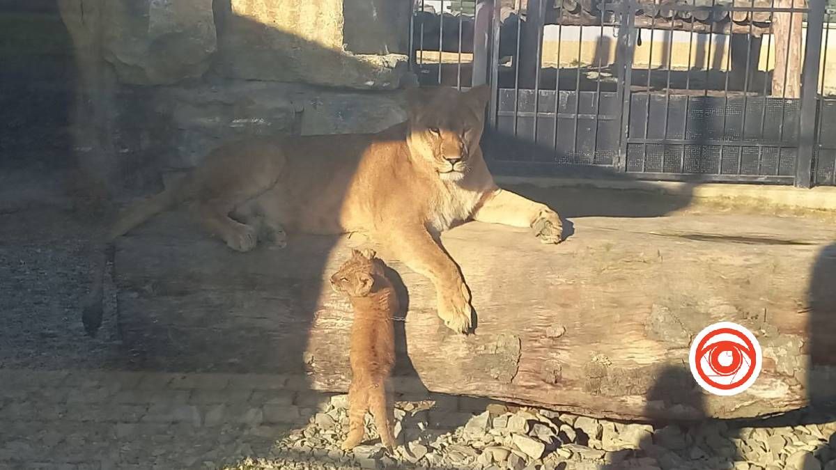 Леви на Прикарпатті: звідки та як їм тут живеться?